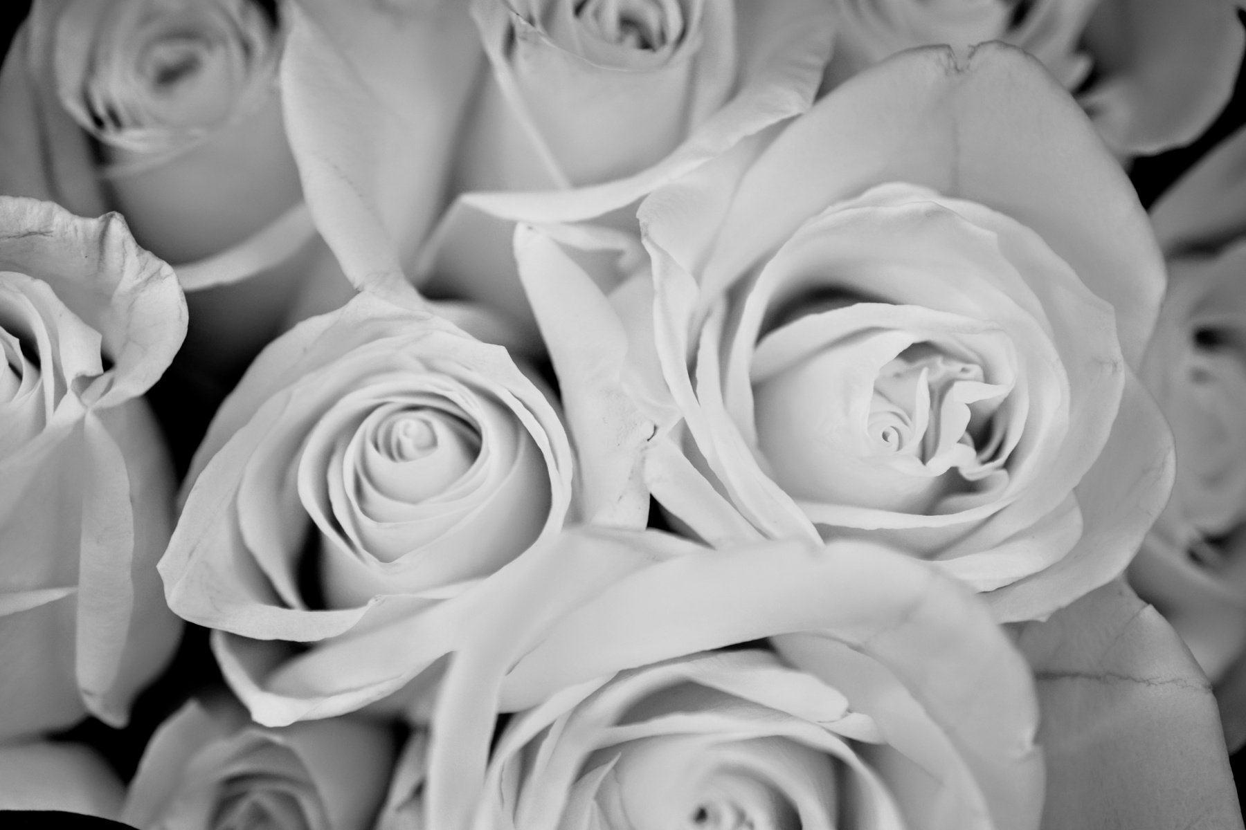 Black and White Macro Photo of Roses